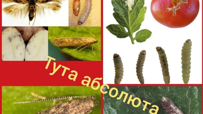 POMIDOR KUYASI – TUTA ABSOLUTA
